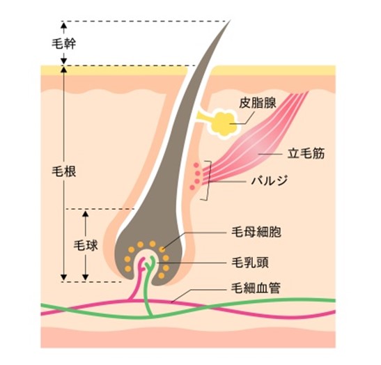 Hair Structure