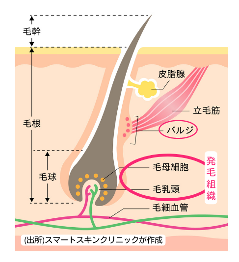 Cross Section of Hair