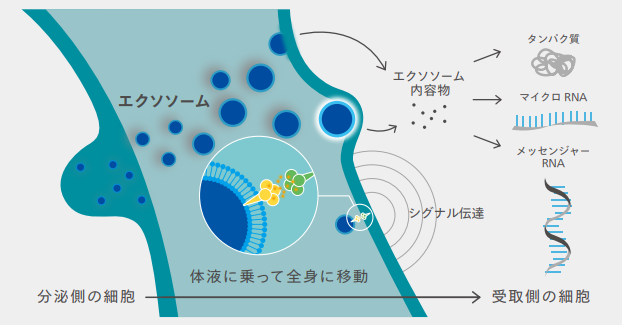 What is an exosome?