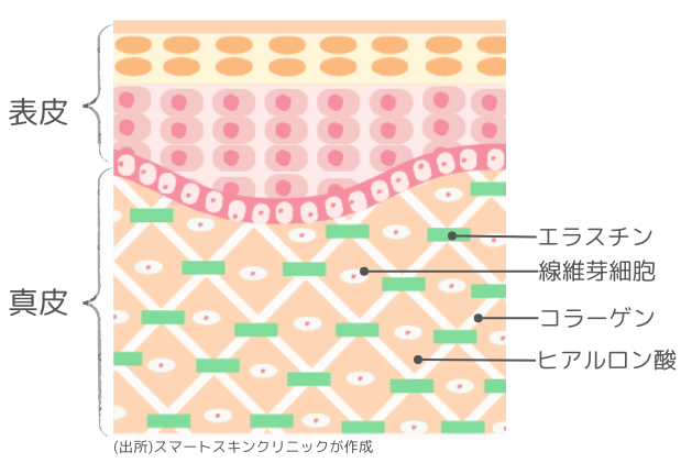 Cross-sectional view of skin