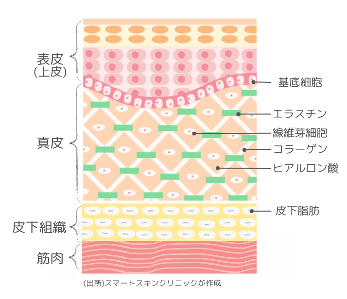 Cross-sectional view of skin